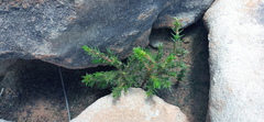 Crassula lanceolata