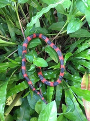 Geophis semidoliatus