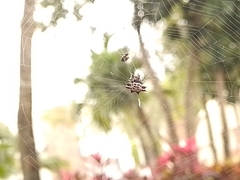 Gasteracantha cancriformis
