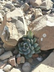 Echeveria strictiflora