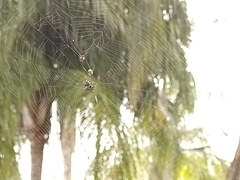 Gasteracantha cancriformis