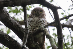 Glaucidium capense