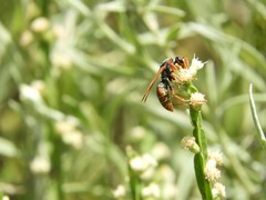 Polistes billardieri