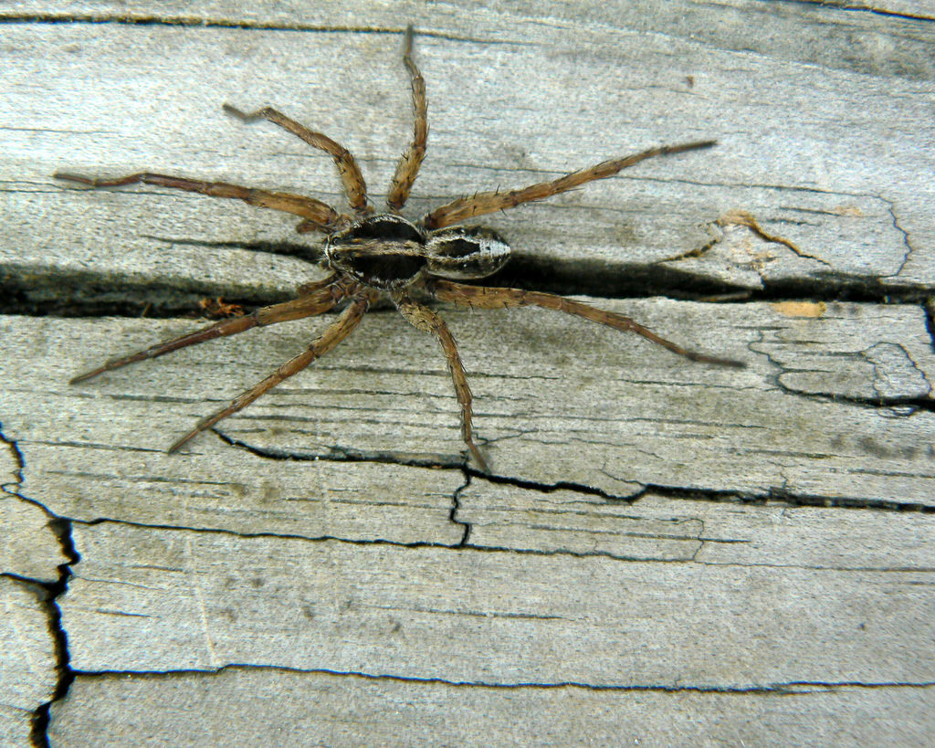 lance wolf spider