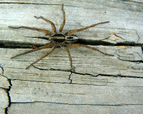 lance wolf spider