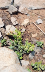 Crassula lanuginosa