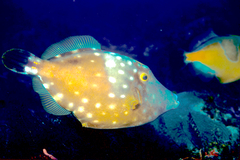 Whitespotted Filefish photo 2