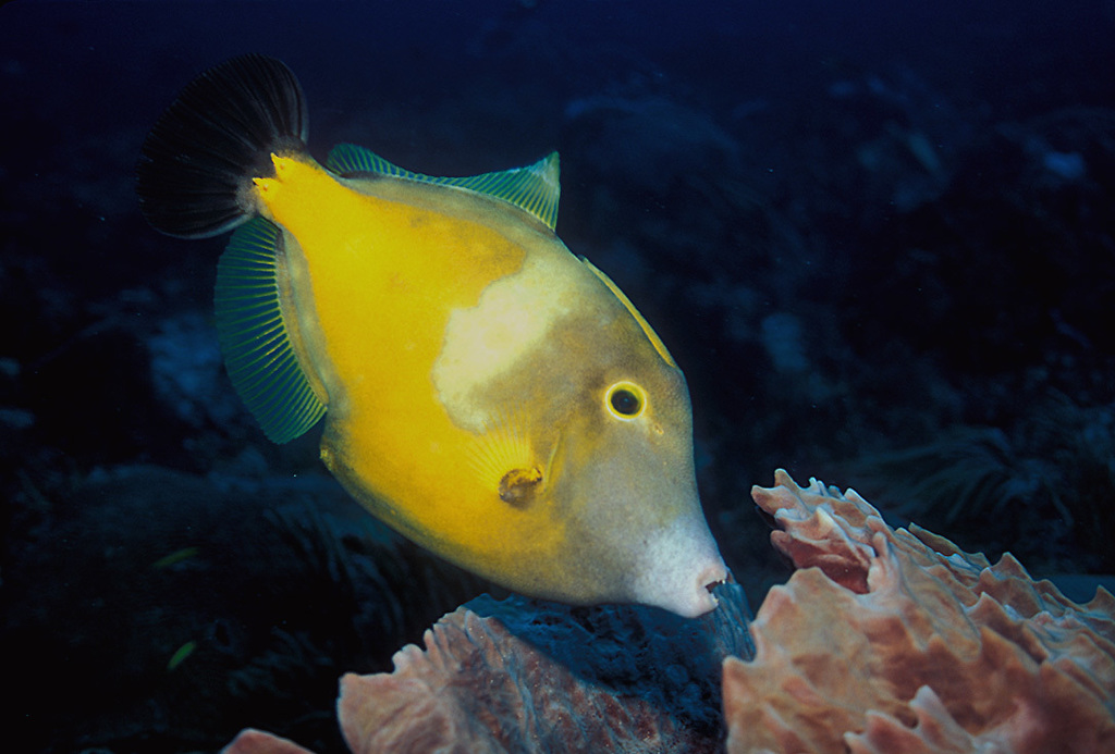 Whitespotted Filefish