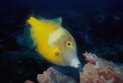 Whitespotted Filefish photo 1