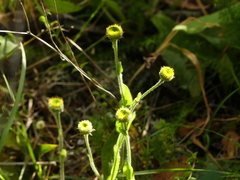 Pulicaria odora