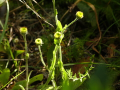 Pulicaria odora