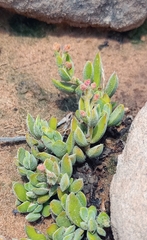 Crassula lanuginosa