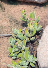 Crassula lanuginosa