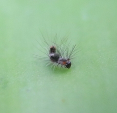 Nyctemera adversata