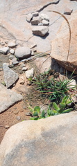 Crassula lanuginosa