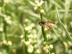 Polistes billardieri