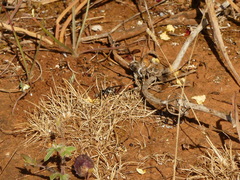 Ammophila heydeni