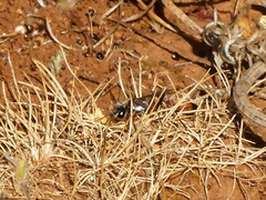 Ammophila heydeni