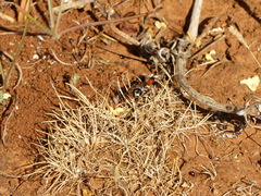 Ammophila heydeni