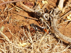 Ammophila heydeni