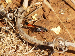 Ammophila heydeni