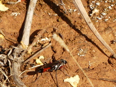 Ammophila heydeni