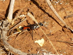 Ammophila heydeni