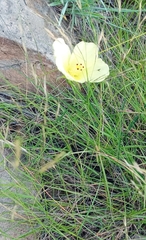 Hibiscus microcarpus