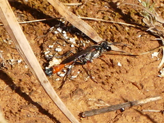 Ammophila heydeni