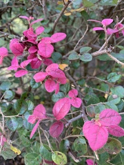 Loropetalum
