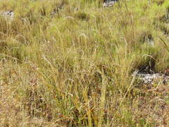 Stipa austroitalica