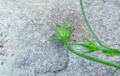 Hibiscus microcarpus