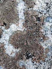 Phaeophyscia endococcina