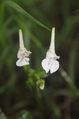 Disperis anthoceros