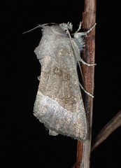 Papaipema nebris