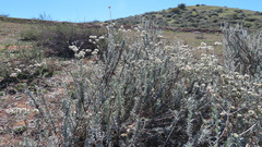 Eriogonum fasciculatum foliolosum