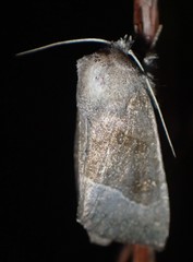 Papaipema nebris