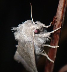 Papaipema nebris