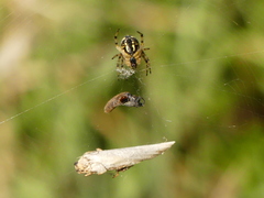 Neoscona adianta
