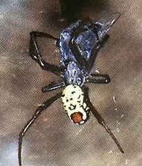 Cyrtophora cylindroides