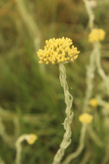 Helichrysum simillimum