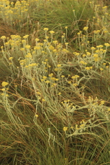 Helichrysum simillimum