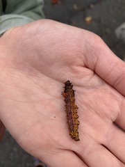 Oedemasia concinna