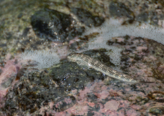 Blenniidae