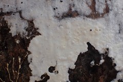 Phanerochaete sordida