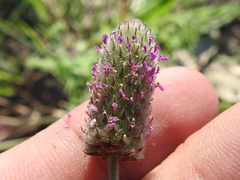 Dalea emarginata