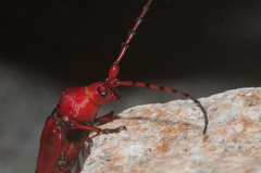 Dicelosternus corallinus