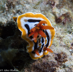 Chromodoris colemani