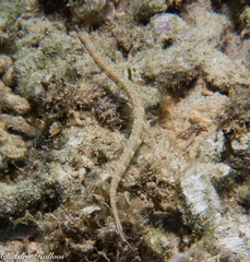 Corythoichthys haematopterus