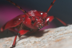 Dicelosternus corallinus